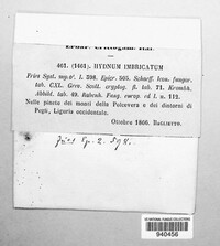 Sarcodon imbricatus image